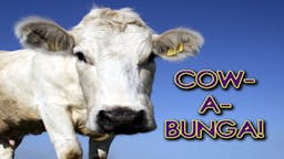 Illustrated Message - Game Cow-A-Bunga