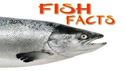 Game: Fish Facts - Game Title Slide